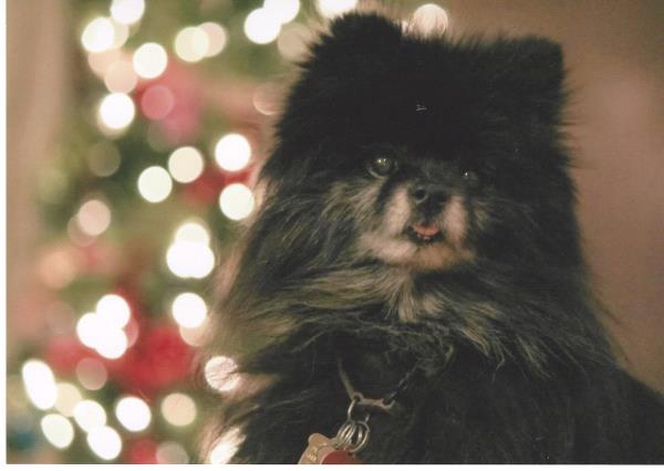 /Images/uploads/Humane Society of Utah/HSUCalendar/entries/1534thumb.jpg